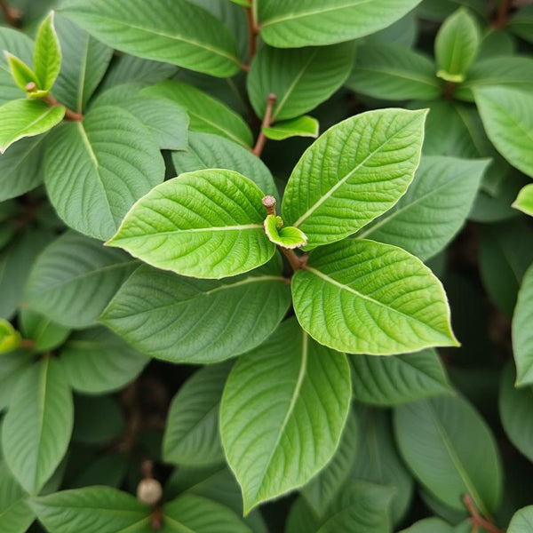 Tea Tree